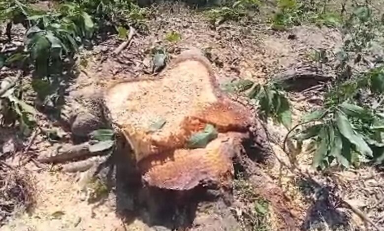 बड़े पैमाने पर हो रहा अवैध कटान, यहा जाने पूरा मामला बड़े पैमाने पर हो रहा अवैध कटान, यहा जाने पूरा मामला