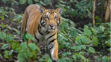 उत्तराखंड के इस चिड़ियाघर में अब मिलेगा बाघ को देखने का मौका, ढेला स्थित रेस्क्यू सेंटर से लाये जाएंगे दो बाघ 