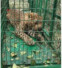 गुलदार की दहशत में रहने वाले लोगों के लिए राहत भरी खबर- पकड़ा गया आदमखोर गुलदार 