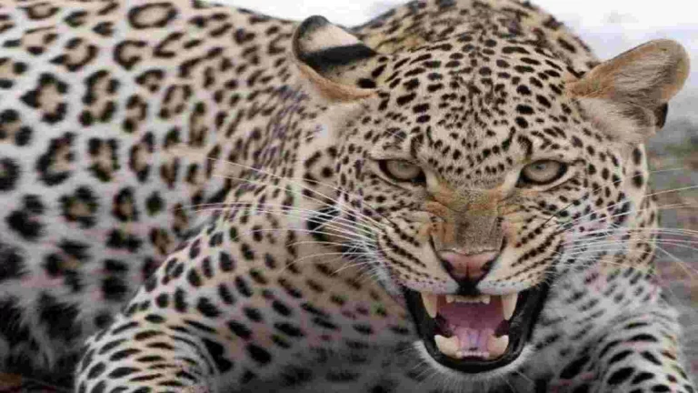 देवप्रयाग में बनी गुलदार की दहशत, व्यक्ति पर हमला कर किया बुरी तरह जख्मी देवप्रयाग में बनी गुलदार की दहशत, व्यक्ति पर हमला कर किया बुरी तरह जख्मी