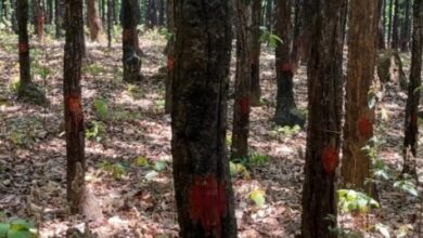 पेयजल के लिए खलंगा क्षेत्र के 2 हजार पेड़ चिन्हित, 524 करोड़ की बनेगी परियोजना 