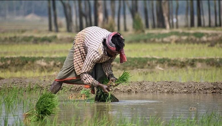 छोटे किसान खाद्य सुरक्षा की सबसे बड़ी ताकत