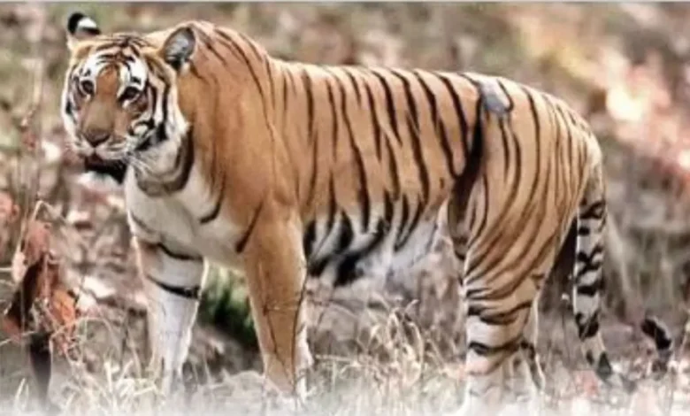 उत्तराखंड सरकार का बड़ा कदम—भूमि पूलिंग नियमावली मंजूर, जमीन मालिकों को दोहरी राहत.. उत्तराखंड सरकार का बड़ा कदम—भूमि पूलिंग नियमावली मंजूर, जमीन मालिकों को दोहरी राहत..